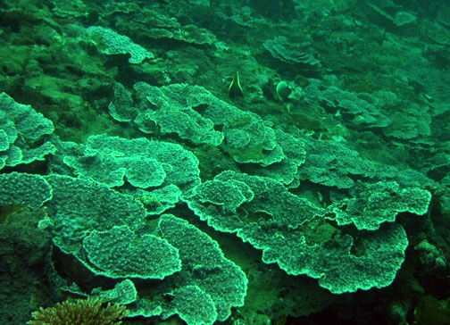  Mycedium elephantotus (Plate Coral, Green-eyed Cup Coral, Elephant Nose Coral, Peacock Coral)